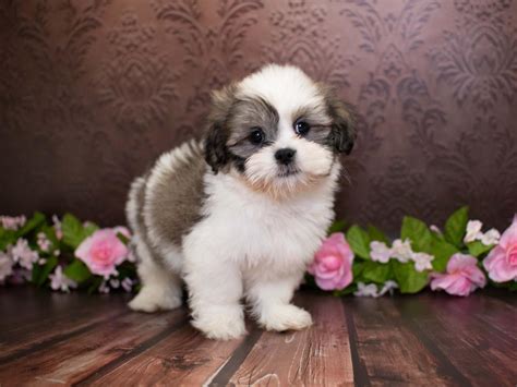 Shih-Poo puppies east valley 1215 pic. . Dogs for sale phoenix